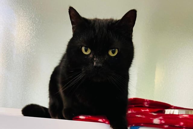 Sociable boy Barry loves attention and really enjoys playing, especially with other feline friends. He has grown up around other cats so would enjoy living at a home with another cat. Barry has a luxurious soft black coat, a cute round face and a big personality.