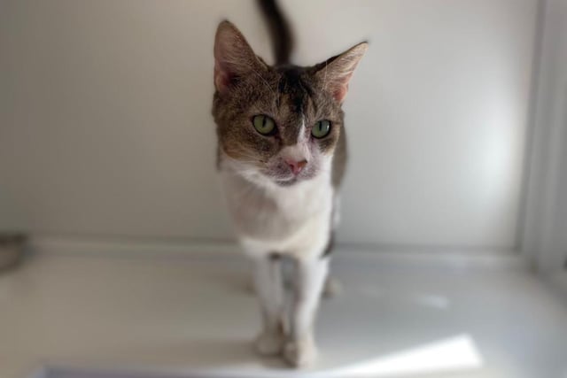 Chichi is a very friendly lady with a beautiful and distinctive coat. She is currently on medication for a skin allergy – if you are successful in adopting her, the animal care team will tell you more about it. She absolutely loves playing with her toys, especially straws!