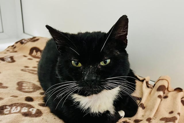 Gentleman Geoff is approximately five-years old and a domestic short hair. He has lived a rough life and is now looking for his forever home. He would love a family who will give him lots of attention and fuss, but he would prefer to be the only cat in the house.