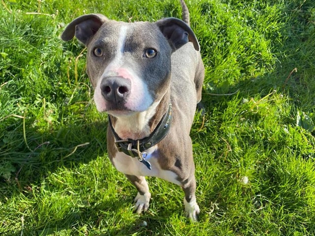 Sonic didn’t have the best start in life. He was found by the inspectors, abandoned in a yard and looking very underweight, but he hasn't let this put a dampener on his future though! He is such an excitable little pup and has loved spending lots of time with the team and volunteers. Sonic gets so happy when he sees someone he knows - he'll just zoom and spin around in circles!