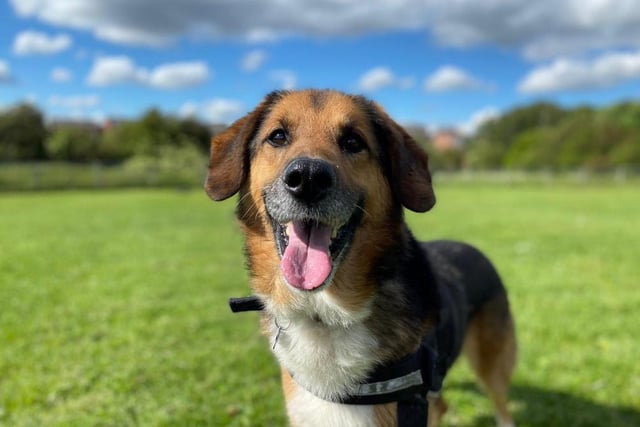 Jake is a shepherd cross who needs an experienced, adult only family who will help him to enjoy the rest of his life. He is almost housetrained and spends a lot of time with a dog behaviourist, so would like a family who will continue his training. Jake loves going on walks, he can walk well on a lead and would love having some dog walking buddies.