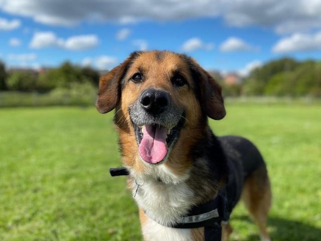Jake is a shepherd cross who needs an experienced, adult only family who will help him to enjoy the rest of his life. He is almost housetrained and spends a lot of time with a dog behaviourist, so would like a family who will continue his training. Jake loves going on walks, he can walk well on a lead and would love having some dog walking buddies.