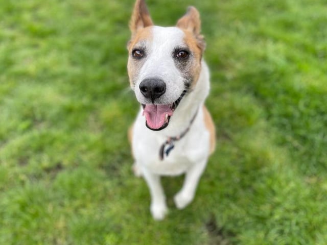 Alfie is a Border Collie cross looking for a forever family who will let him sit on their sofa and give him lots of attention. He also really enjoys going for walks - Maya the husky is even his usual walking buddy - but he wouldn't mind a new dog walking buddy or even to live with another dog. Alfie is quiet and slightly anxious and so much prefers scenic route walks.