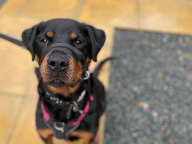 Tyson, the rottweiler, is a gentle giant. He had a very hard start in life, but now is much happier and would like a forever family who will give him lots of love and attention. A family who have experience with rottweilers would be best for Tyson as he is always on the go, likes very long walks and needs some help with learning to like other dogs.