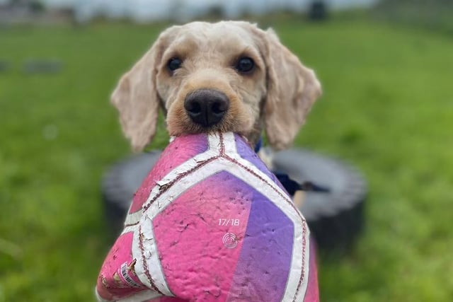 Young cockapoo Teddy wants an active and energetic family who will keep up with his lively spirit. He would love to learn agility as cockapoos are very intelligent. He will need to be taken to training classes and the behaviourist to help him settle into his forever home. Teddy also requires a lot of attention until he learns that it is okay for him to be alone.