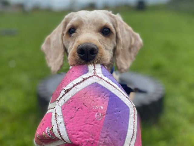Young cockapoo Teddy wants an active and energetic family who will keep up with his lively spirit. He would love to learn agility as cockapoos are very intelligent. He will need to be taken to training classes and the behaviourist to help him settle into his forever home. Teddy also requires a lot of attention until he learns that it is okay for him to be alone.