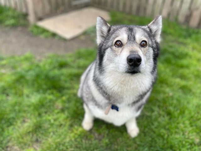 Family and child-friendly Maya is a husky cross looking for a new home where she will receive lots of attention. She loves walks, toys and games and a good belly rub. Maya is recovering from a skin condition, so her forever family will have to make sure that she is well bathed, groomed and taken good care of.