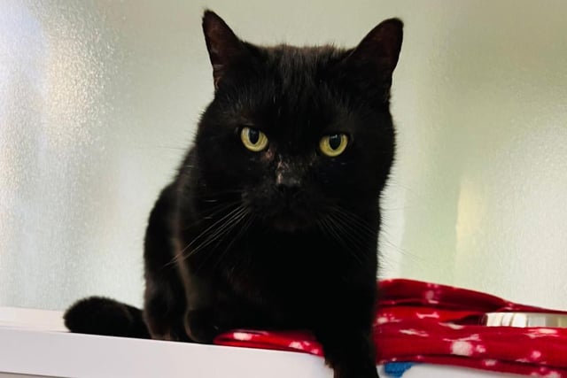 Sociable boy Barry loves attention and really enjoys playing, especially with other feline friends. He has grown up around other cats so would enjoy living at a home with another cat. Barry has a luxurious soft black coat, a cute round face and a big personality.