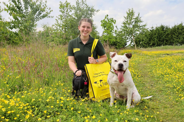 Dougie the two-year-old Staffy Cross has packed his bags and left for his new home after finding himself at the rehoming centre for a second time. He was actually born on-site back in 2019 and adopted when he was a puppy, but sadly his adopters needed to hand him back a couple of months ago. The Training team at the centre have worked hard to prepare Dougie for his new life and his new family have been visiting him regularly to help transition him to their home. We are over the moon to see him head off. Good luck Dougie!