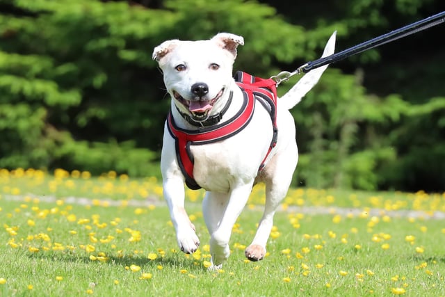 Storm is a sweet 11 year old Staffy Cross who has found herself looking for a new home through no fault of her own. She is a friendly girl who will really suit an active family who will enjoy having a bubbly little Staffy in their life. She walks nicely on lead and seems happy to travel so will really enjoy fun days out. She's ok around other dogs but prefers to keep herself to herself so she's not looking to share her home with any other pets. She's already house trained too!