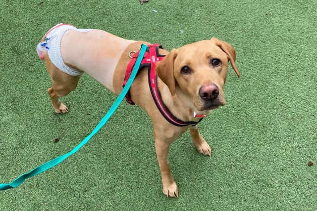 Ember the Labrador has learned to walk again after surgery to remove one of her hind limbs after a rare attack of a condition called infiltrative lipomas.