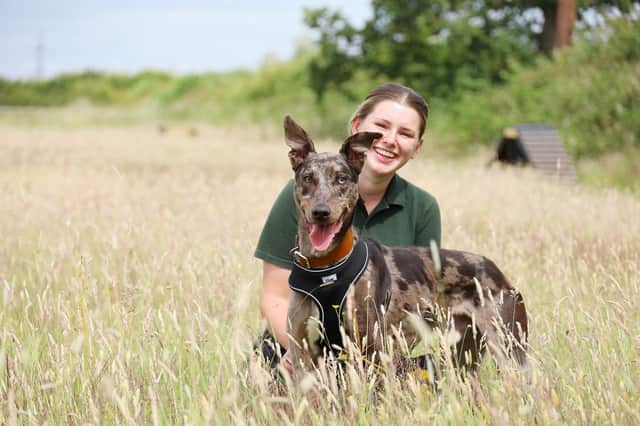 Ryan is one of the dogs waiting to adopted from Dogs Trust Leeds, seen here enjoying some time out of his kennel with his handler Sophie.