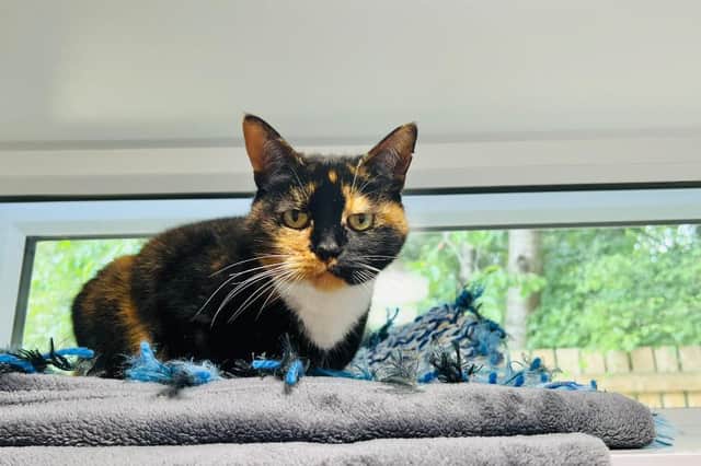 Mitzi is a very pretty tortie girl looking for a nice calm home where she can spend her days playing with her toys, and then snoozing on the sofa with her family.
She loves plenty of fuss and strokes - she'll even nudge your hand for attention and just start purring away! She would make the perfect companion for a small and quiet family.