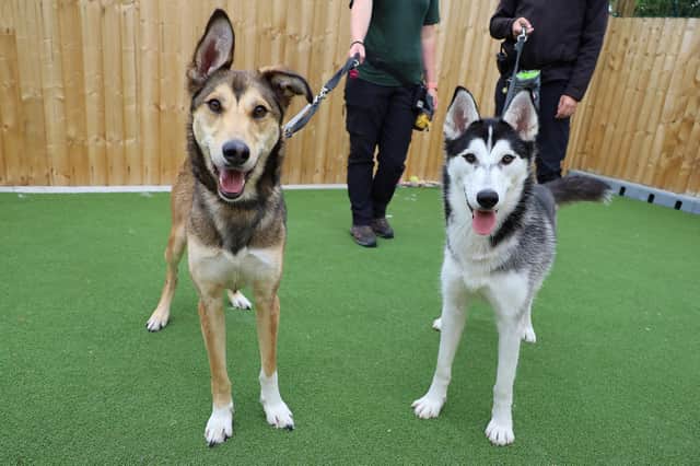 Socks and Dusky have just arrived at the rehoming centre following their owner no longer being able to look after them. They’re a two-year-old male Lurcher and a seven-month-old female Husky who are best friends so need a home together. They are really friendly with humans and dogs so they could possibly share their home with another dog, as long as they all get along, and confident children over ten will be fine.