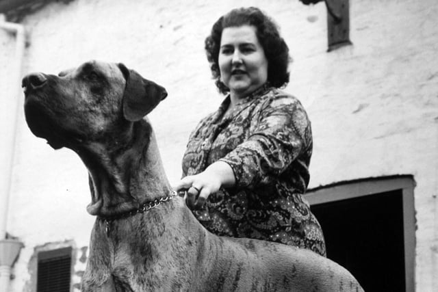 This is Daniel the Great Dane pictured with his owner Jean Myers in March 1972. She revealed how people sometimes mistaked him for a tiger but in fact he was just a particular type of Great Dane, called a brindle.