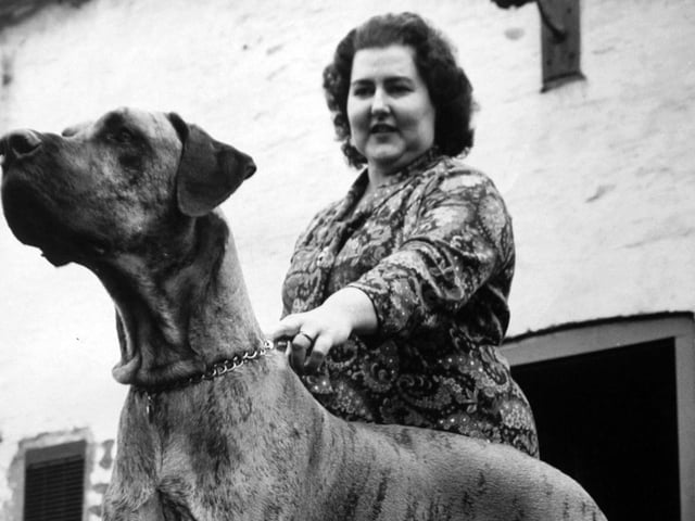 This is Daniel the Great Dane pictured with his owner Jean Myers in March 1972. She revealed how people sometimes mistaked him for a tiger but in fact he was just a particular type of Great Dane, called a brindle.
