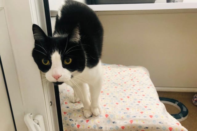 Lucky is a chatty lad who will always greet you when you say hello. At times, he can be really placid and chilled out, but at other times he is a ball of crazy and just loves playing and batting his ball around. Lucky is such a lap cat, he loves fuss and attention and will definitely keep your knees warm!