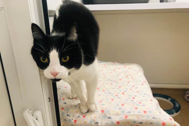 Lucky is a chatty lad who will always greet you when you say hello. At times, he can be really placid and chilled out, but at other times he is a ball of crazy and just loves playing and batting his ball around. Lucky is such a lap cat, he loves fuss and attention and will definitely keep your knees warm!