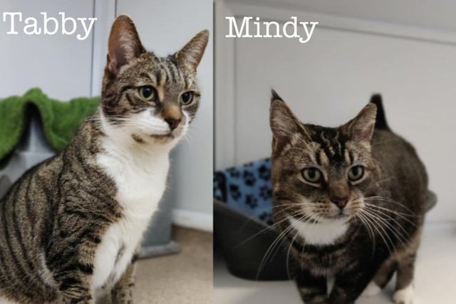 Tabby and Mindy are both very loving and affectionate girls who, despite their age (14) are still fit and active! They both enjoy sitting on knees and having a fuss made of them, and won't stop purring whilst you stroke them. They are looking to find a home together.