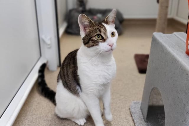 Beanie is a playful and cheeky chap who loves attention and being around people! He is so loveable and super friendly! You need only say hi to him and he's wriggling his way over to you for a fuss. Once you’ve joined in with his fun and games, he loves to retreat to the sofa for a nice long snooze with you!
