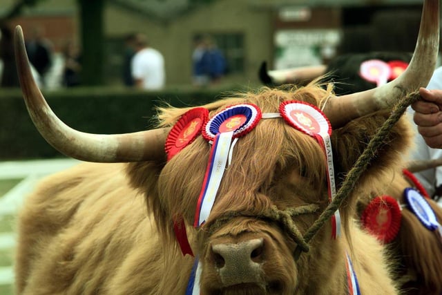 Thank god it's over. The Highland Champion 'Lettis of Meggermie' makes its way around the ring in the final cattle parade at the Great Yorkshire Show in July 1998.