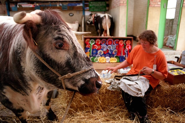 Longhorn 'Wellhead Plenty' watches as her owner Nicky Lucket polishes her halter in preparation for the first day of the Great Yorkshire Show in July 1997.