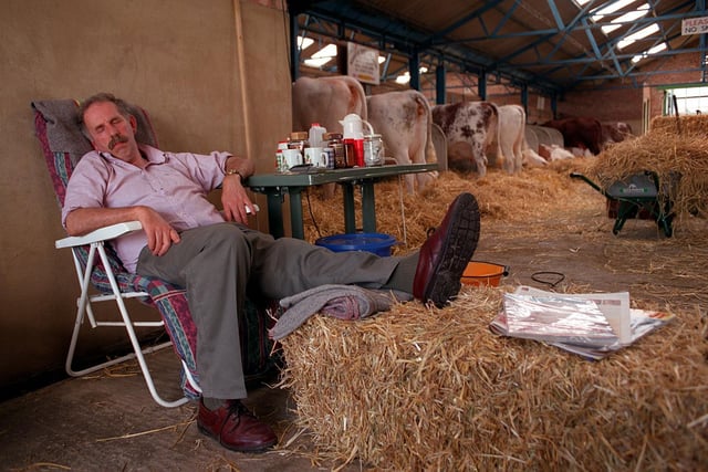 Tiring time ahead. John Hayward of Westwold Farm in Newark snatches a snooze in the cattle stalls prior to the start of the Great Yorkshire Show in July 1997.