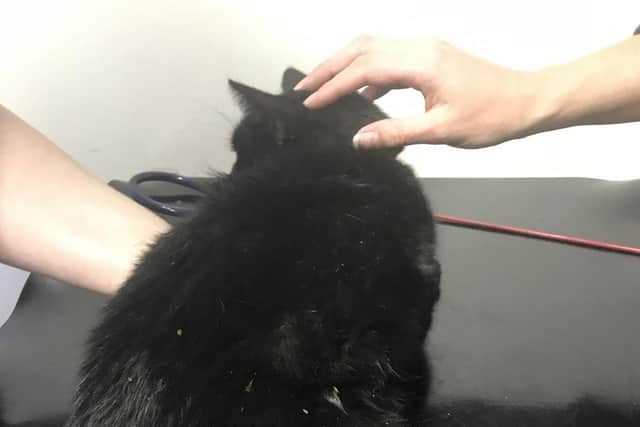 Felix had to be put down