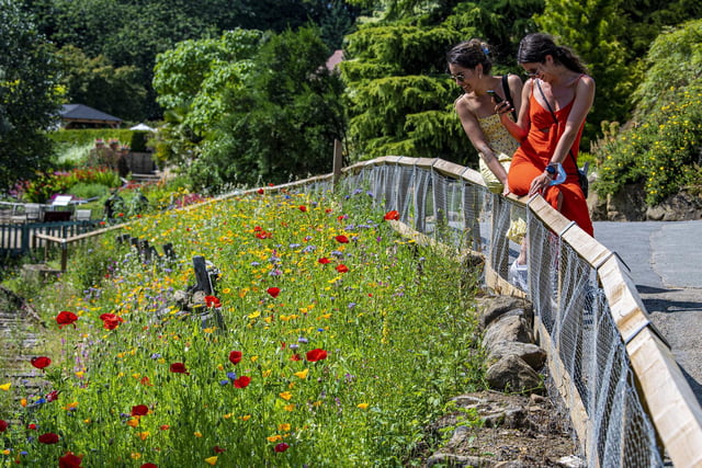 Sonia Azimi and Grace Mellor take pictures of the wild flowers in Golden Acre Park.