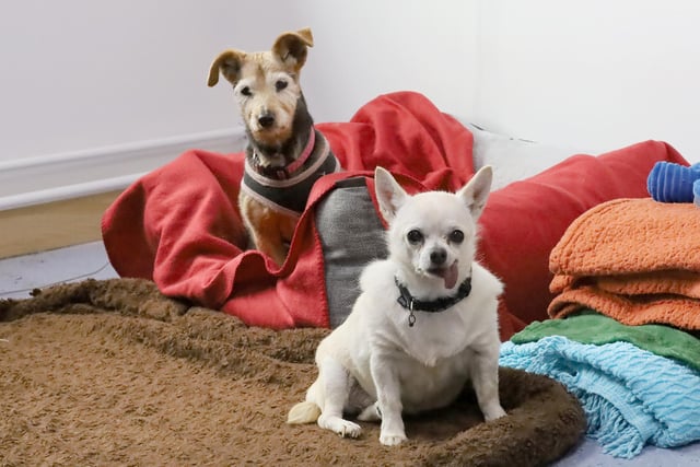 Tish, a lively 15-year-old Terrier Cross and her ten-year-old Chihuahua friend, Snowy are looking for a new home together. They were handed over to the rehoming centre after their owner sadly passed away. Don't be fooled by Tish's age, she is still full of energy and enjoys running around after her toys, whilst Snowy enjoys a quieter lifestyle, tootling around in the garden. They love spending time with each other and like to snooze in bed together as well as enjoying a snuggle on the sofa with their human friends. Snowy can be a shy girl and can take a little longer to adjust to new things but she gains confidence from being around Tish. They are a wonderful pair of dogs who will bring lots of fun into their new family's lives.