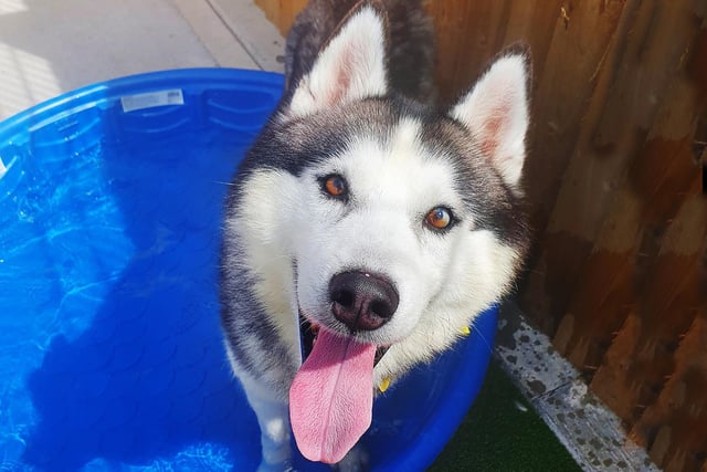Just look at that face!
Ghost is a handsome four year old Siberian Husky who loves spending time in a paddling pool when it’s hot. You might say he’s found the paw-fect way to keep his cool!
He’s looking for adopters who understand all the fun, and exercise, that the Husky breed will bring. He loves long walks, lots of playtime and plenty of training to keep his mind sharp. He really is a Husky-lovers dream!