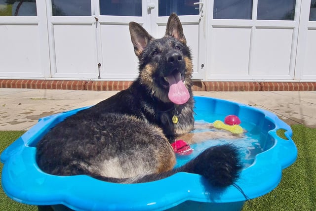 It’s been a hot week in Leeds and the team have been finding lots of ways to keep the dogs cool throughout the day. Tully, a one year old German Shepherd, loves water so he’s been relaxing in his very own paddling pool!
He’s a very fun and interactive dog who’s looking for resilient adopters who will work with the centre’s Training and Behaviour team to slowly transition him into a new home.