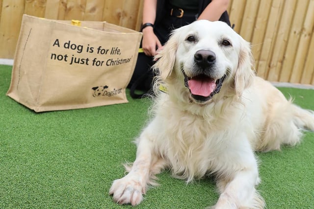 Two year old Betty, a stunning Golden Retriever, was handed over recently due to her owner no longer being able to look after her. She settled into kennel life beautifully and after only a couple of weeks found her perfect match!
She has now packed her bags and left the rehoming centre to start a new life in her forever home.
Good luck Betty!