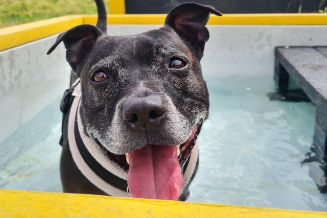 Cheeka was having lots of fun playing in the cool water of a paddling pool. She’s eight years old and shows no sign of slowing down yet! She really enjoys playtime, nice walks and has a good head on her shoulders too.
Due to the fact she likes a quiet life, she needs adopters who live in a calm and predictable home, without children. You will definitely need to be prepared to share your sofa with her as she loves a good snuggle once she’s bonded with you.