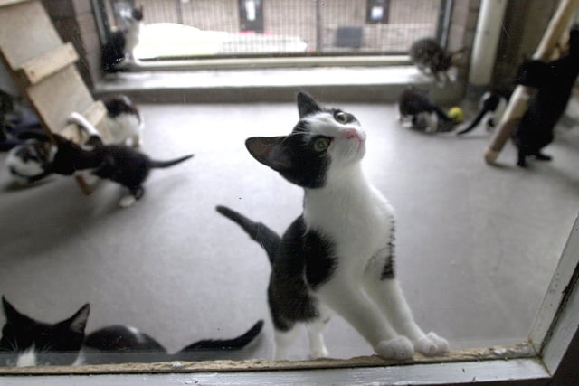 The RSPCA Centre off Burley Road was overwhelmed by the sheer number of abandoned kittens. The numbers were so high that they facing being put down if homes were not found for them.