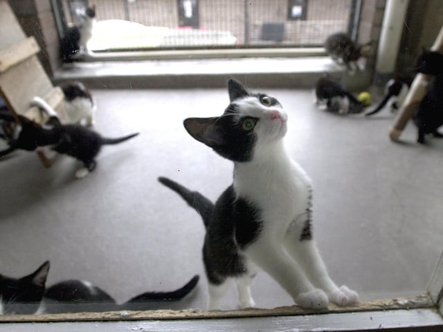 The RSPCA Centre off Burley Road was overwhelmed by the sheer number of abandoned kittens. The numbers were so high that they facing being put down if homes were not found for them.
