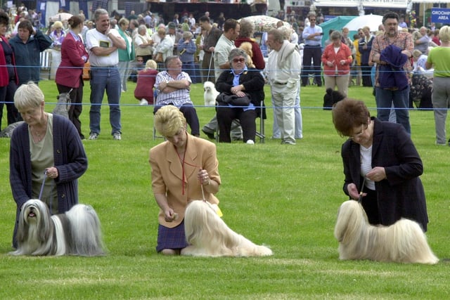 The Leeds Championship Dog Show was Harewood Hopuse. Pictured are Lhapso Apso dogs being groomed in the parade ring.