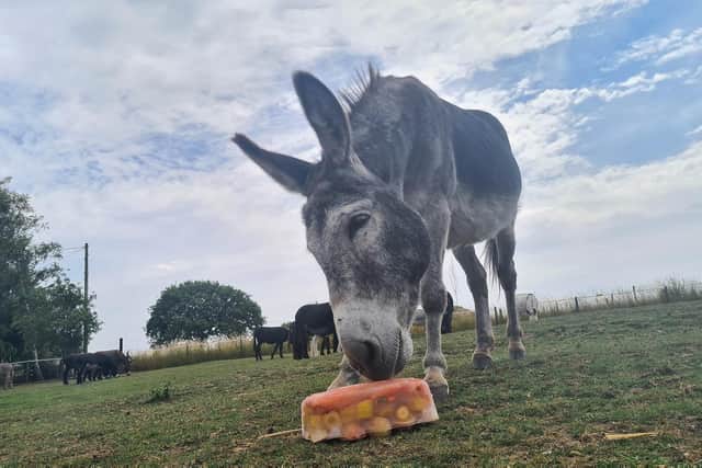 Donkeys at a Leeds sanctuary have been caught on camera cooling down with ice lollies today.
