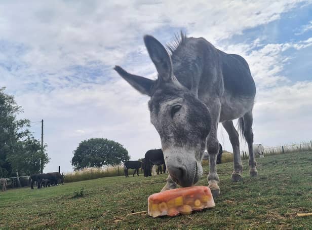 Donkeys at a Leeds sanctuary have been caught on camera cooling down with ice lollies today.