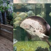 Tropical World, Roundhay, will be closed for two days