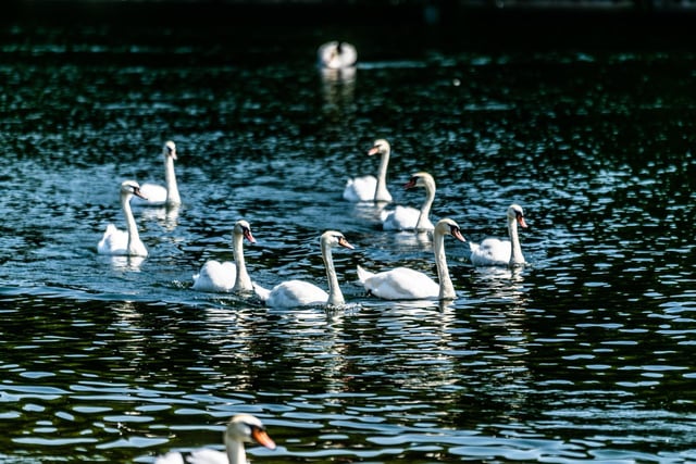 Pictured are swans on Waterloo Lake in Roundhay Park.