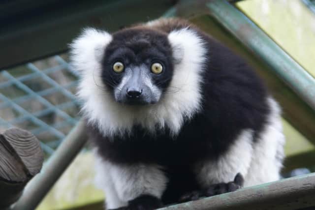 Lemurs have been settling in at Ponderosa Zoo.