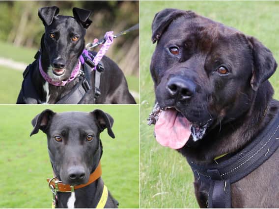 Dougie (top left), Meg (bottom left), Malaki (right) (photos: Dogs Trust Leeds)