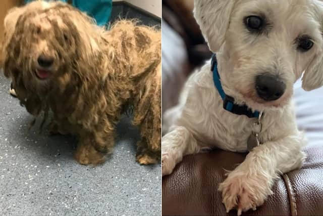 Poor Frankie the terrier cross was found in such a bad condition that he could barely walk or see.