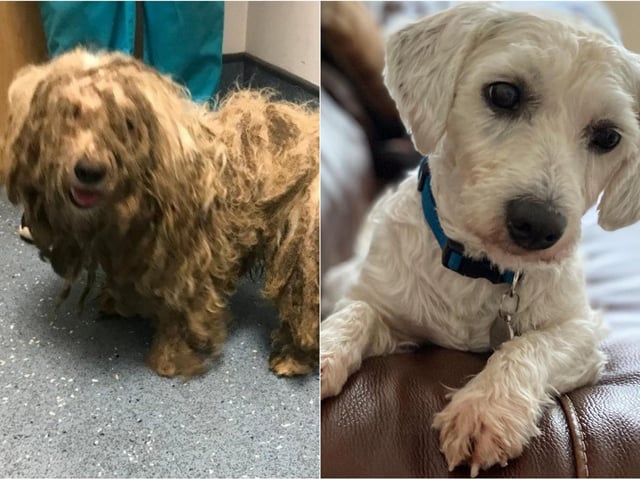 Deserted canine with fur so matted he may barely stroll or see rescued by Leeds RSPCA