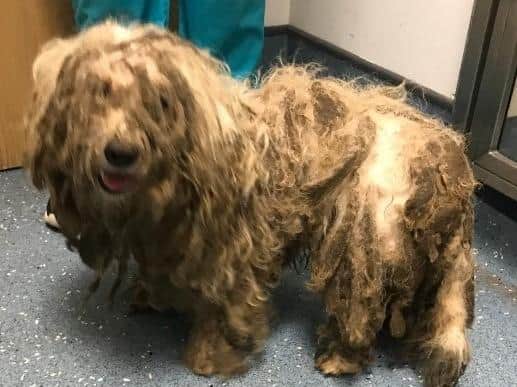 This is the incredible transformation of a dog saved by a Leeds family - after he was rescued with fur so matted he couldn't move.