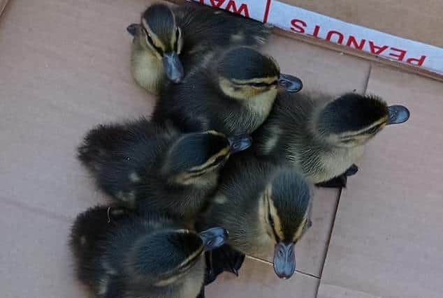The ducklings were fished to safety (Photo: WYP)