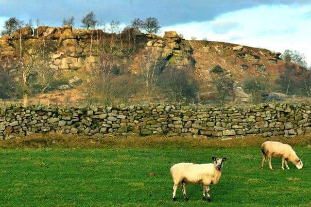 Sheep in Yorkshire (file photo).