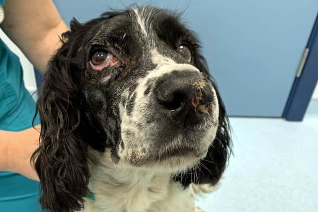 Poor Springer Spaniel Bailey suffered multiple skull fractures, gaping wounds to his face and lost several teeth