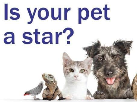 Is your pet a 'Top Pet 2021' contender?